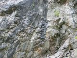 Veszprémi mászók a Körösrévi" Szürkefalaknál"  2009. - 20120226_133314_14_szirtse.jpg